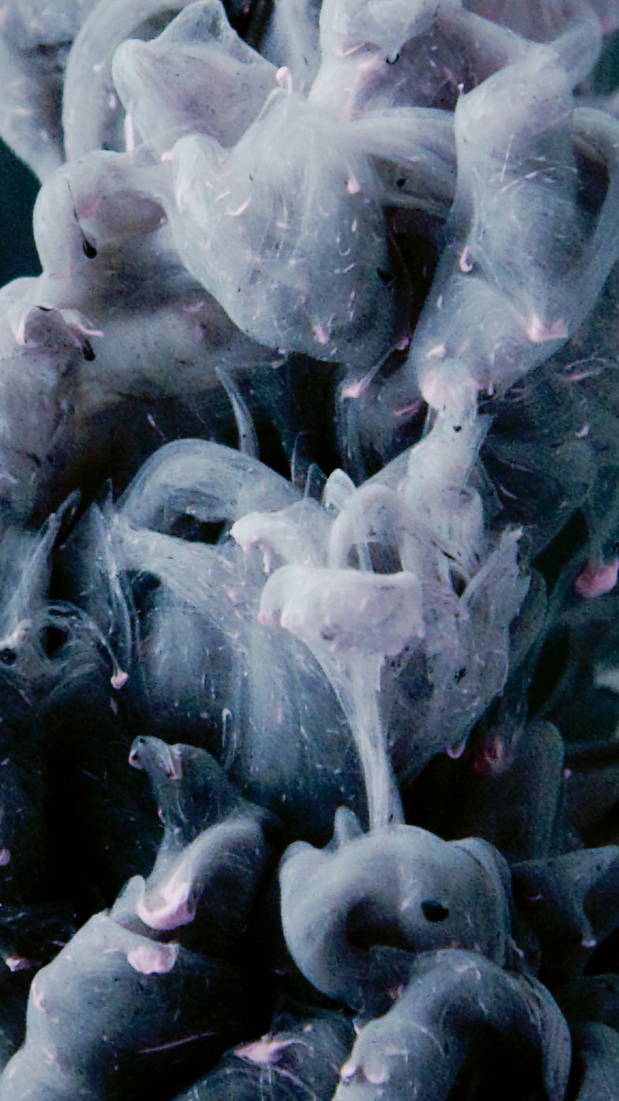 e-liquid